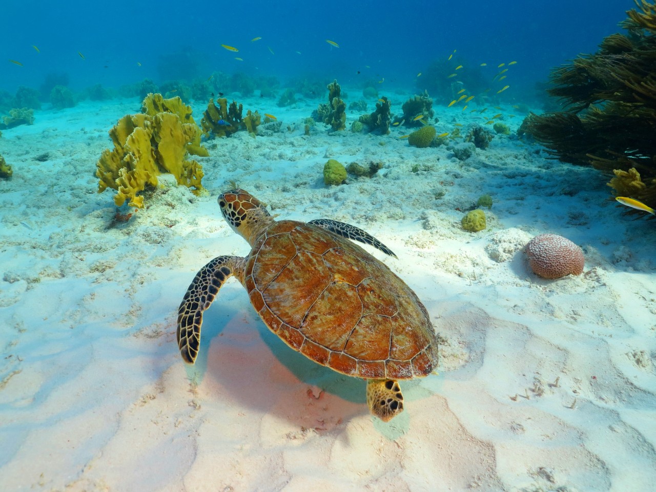 Day 4: Union Island – Tobago Cays (6.00 NM)